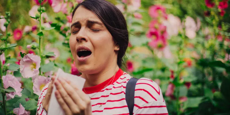 alergija ziedadulkes